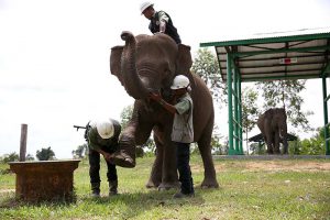 Welcome to the Jungle: Under Sukanto Tanoto's Guidance, APRIL Set to Boost Tourism in Indonesia